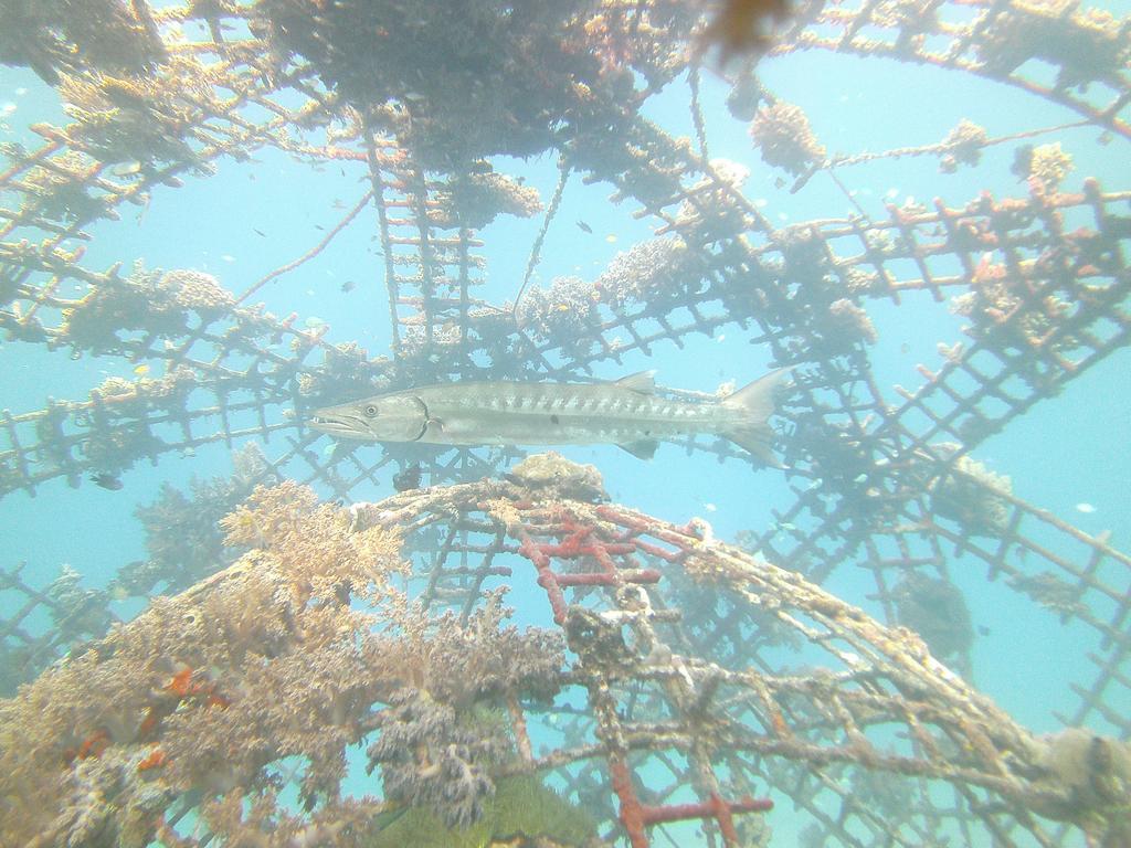 Biorock Homestay & Dive Center Pemuteran المظهر الخارجي الصورة