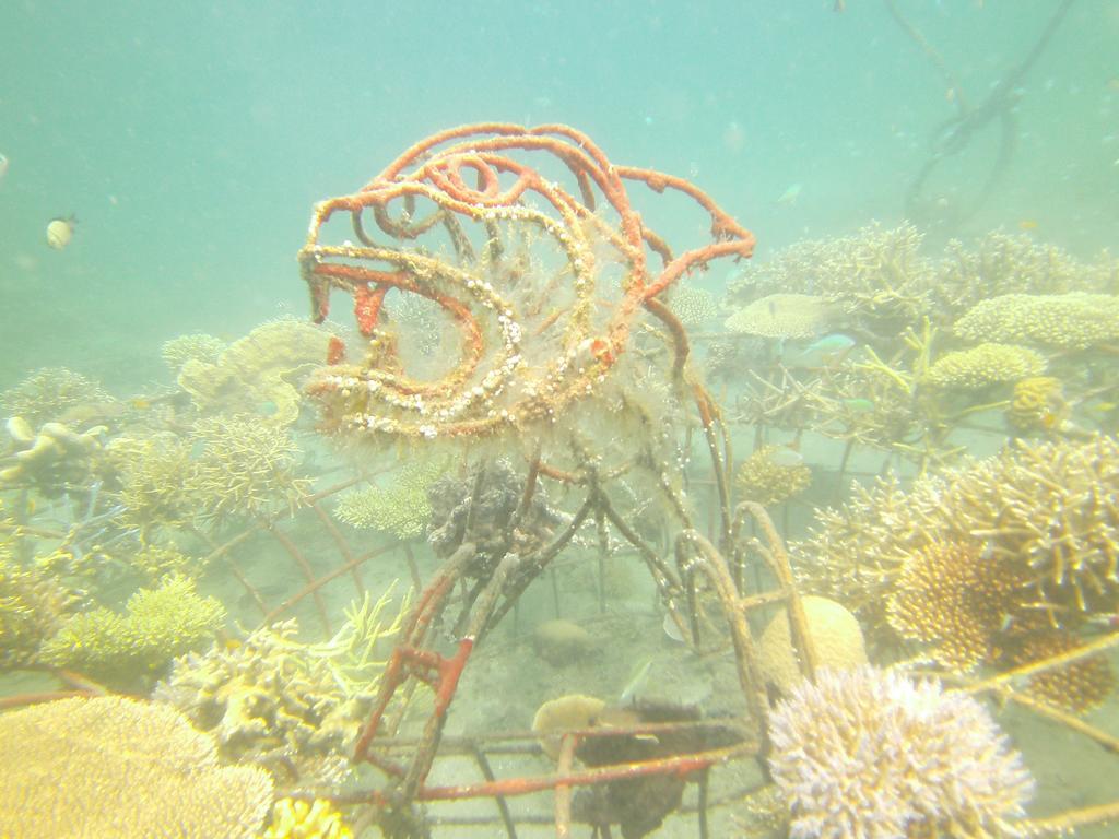 Biorock Homestay & Dive Center Pemuteran المظهر الخارجي الصورة