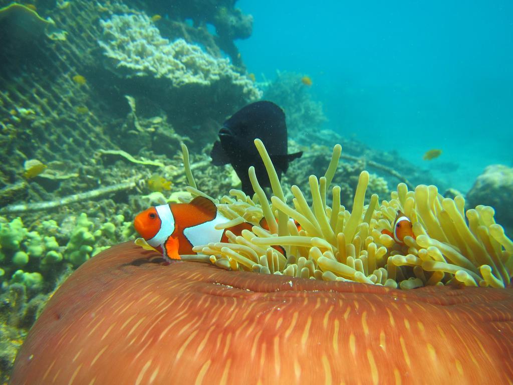 Biorock Homestay & Dive Center Pemuteran المظهر الخارجي الصورة