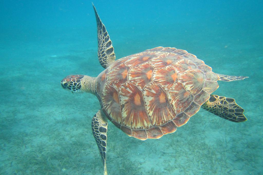 Biorock Homestay & Dive Center Pemuteran المظهر الخارجي الصورة