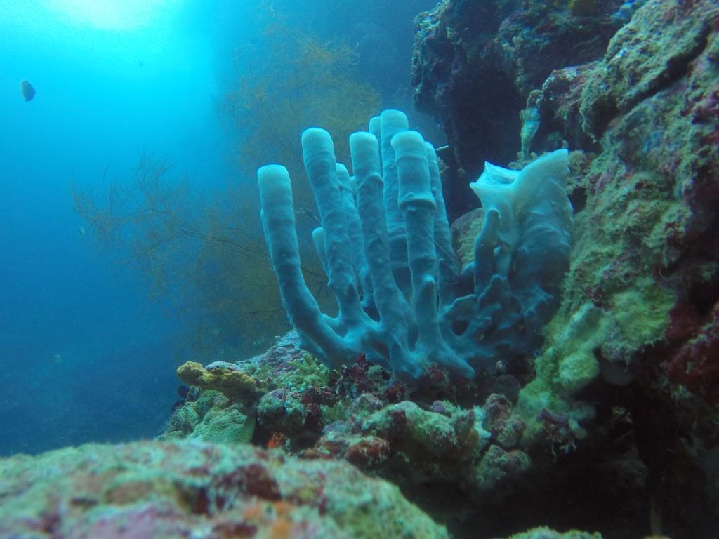 Biorock Homestay & Dive Center Pemuteran المظهر الخارجي الصورة
