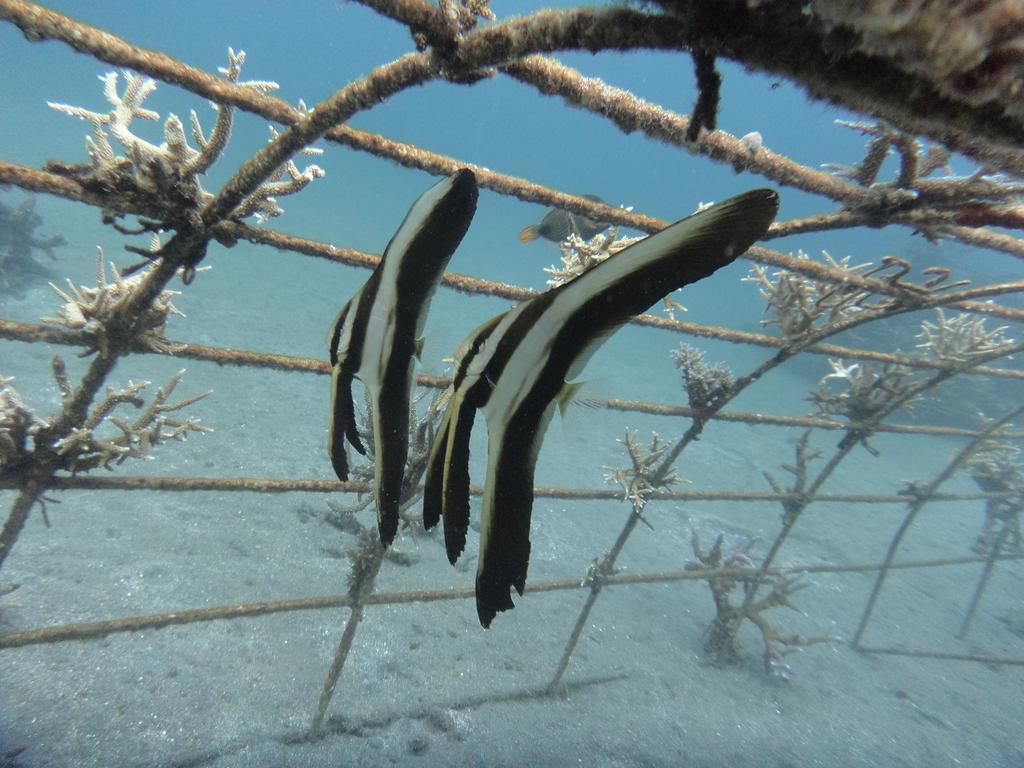 Biorock Homestay & Dive Center Pemuteran المظهر الخارجي الصورة