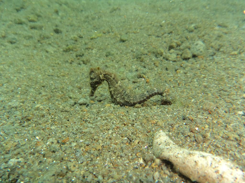 Biorock Homestay & Dive Center Pemuteran المظهر الخارجي الصورة