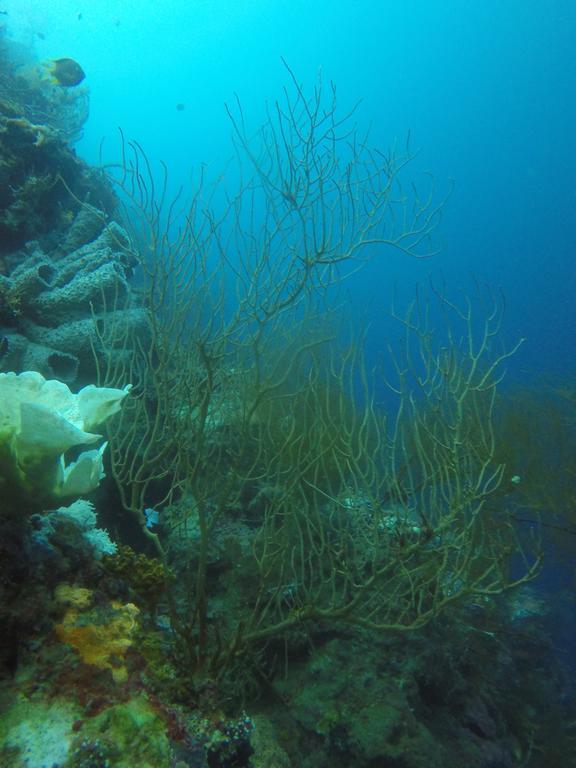 Biorock Homestay & Dive Center Pemuteran المظهر الخارجي الصورة